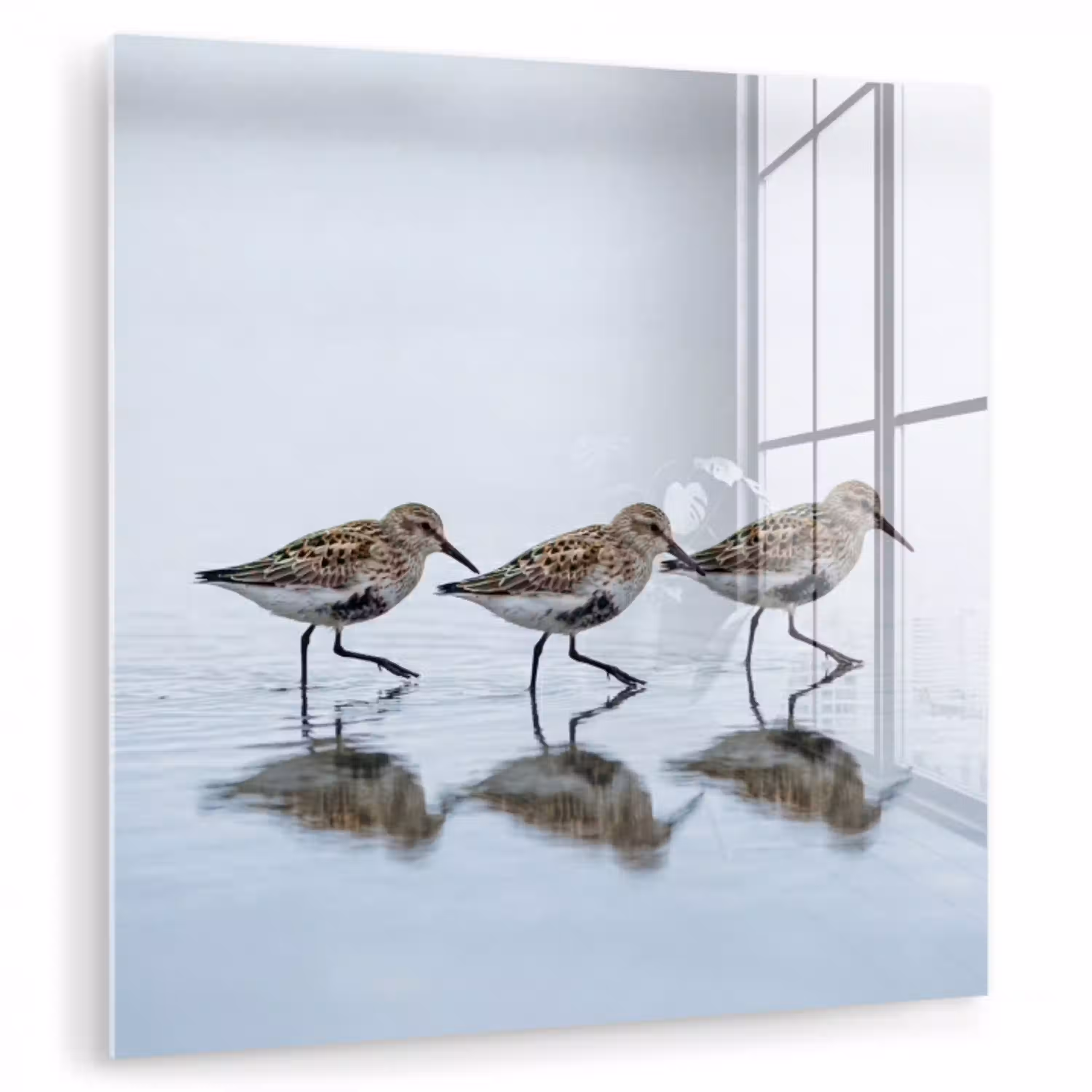 Vogels - Water - Grijs plexiglas 5mm klein -zzzproduct_nieuw