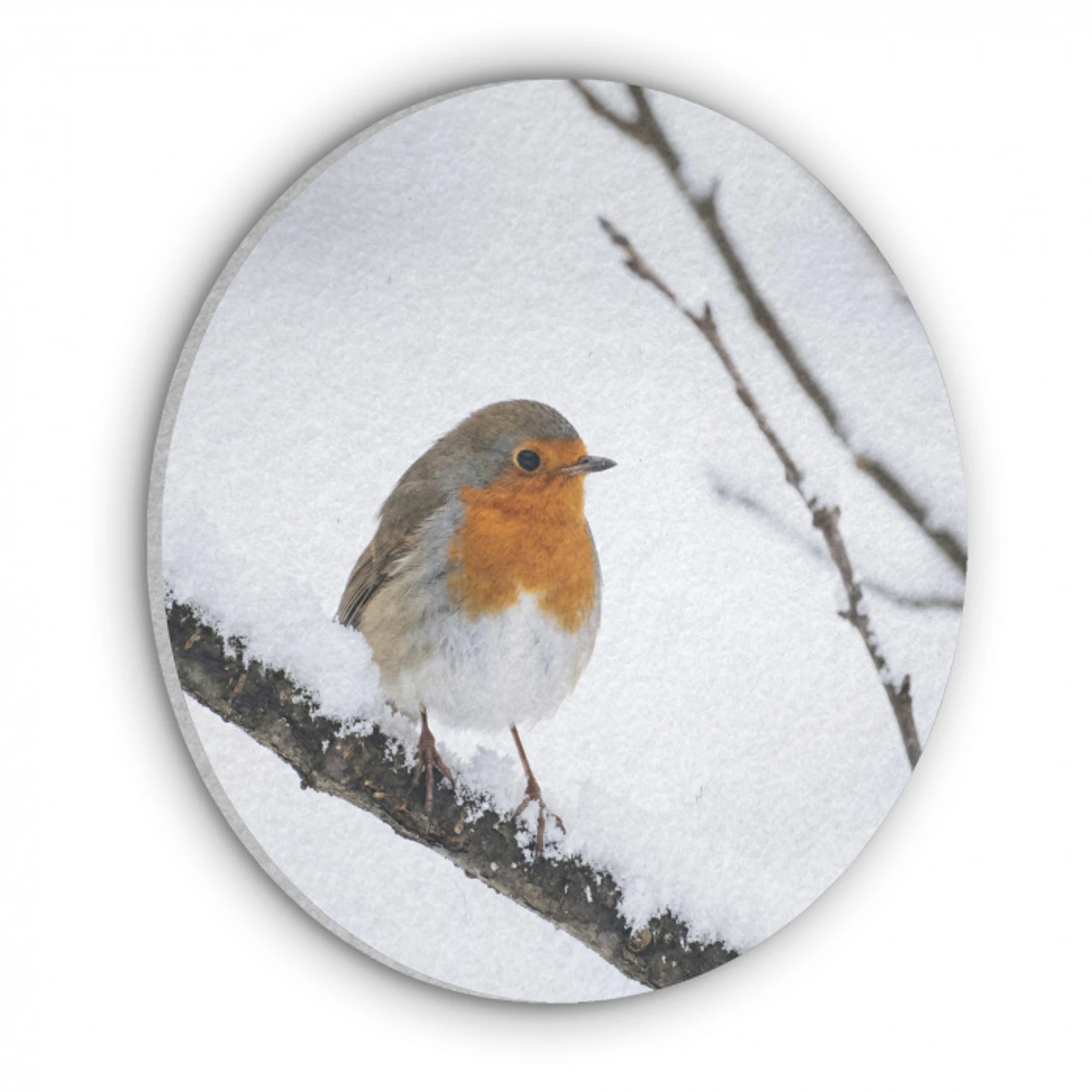 Roodborstje - Tak - Sneeuw - Winter - Levendig Akoestische PET Vilt - Rond klein -3d