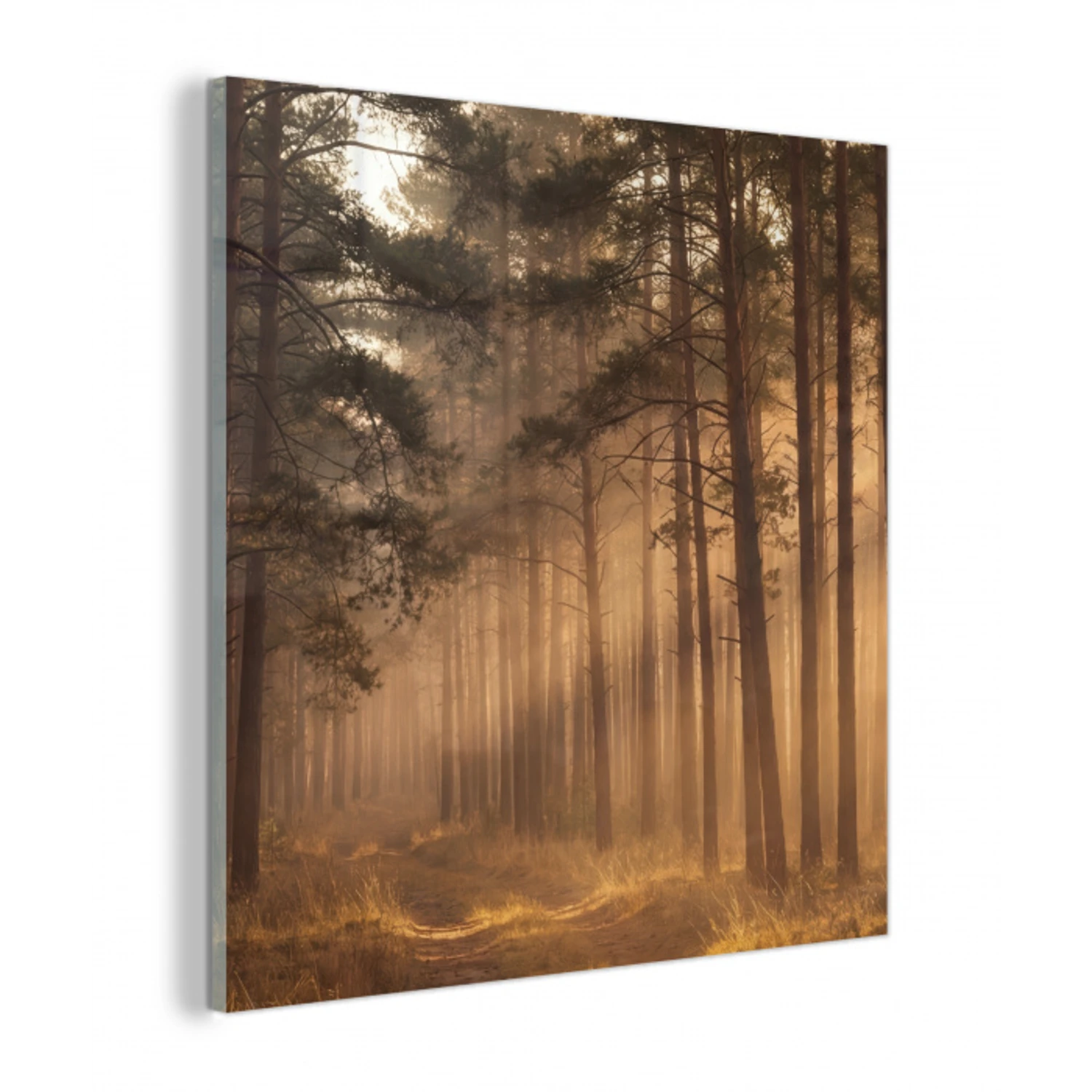 Bos - Mist - Zonlicht plexiglas 5mm klein -z3d