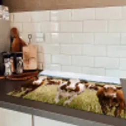 Koeien - Portret - Weide - Boerderij - Nieuwsgierig Inductie beschermer vinyl 3mm klein -sfeer3