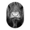 Schotse hooglander - Koe - Zwart - Wit - Dieren Wandcirkel Ovaal Forex klein -3d