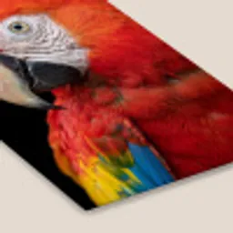 Ara - Portret - Rood fotolijst zwart zonder passe partout klein -zsfeer6