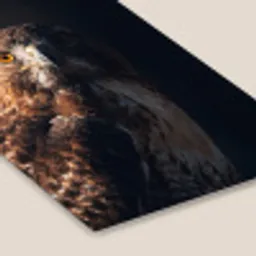 Roofvogel - Buizerd - Bruin fotolijst zwart zonder passe partout klein -zsfeer6