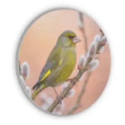 Groenling - Katjes - Lente - Natuur - Zacht Akoestische PET Vilt - Rond klein -3d