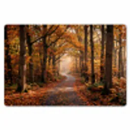 Bospad - Herfstbos - Bladeren - Oranje - Nostalgisch Placemat vinyl groot -zzsfeer1_Kitchenyeah-website