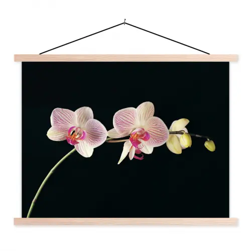 Orchidee - Bloemen - Zwart - Roze - Knoppen textielposter latten blank klein -3d