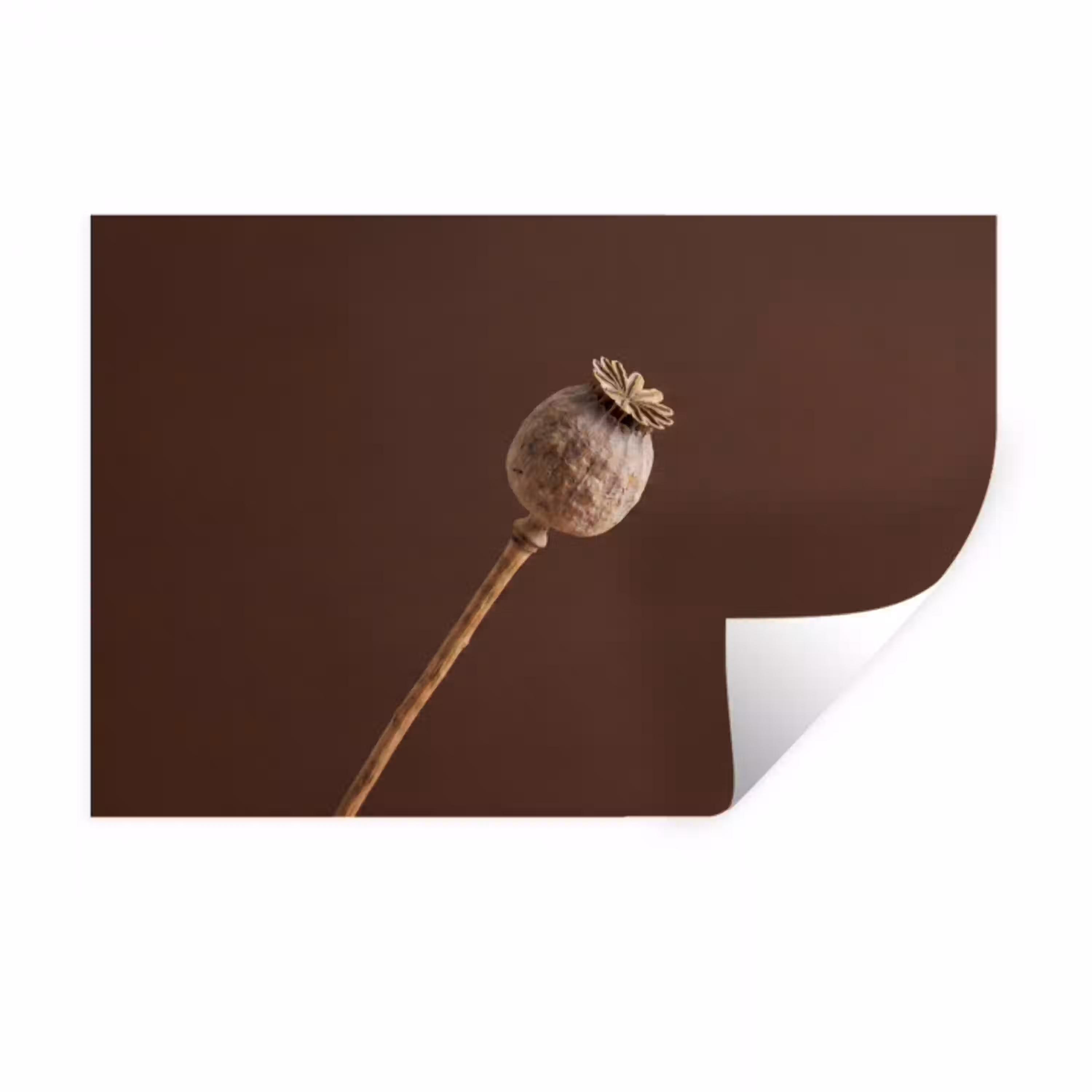 Papaverbol - Droogbloem - Bruin - Minimalistisch Muursticker klein -3d