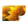 Zonnebloem - Dauwdruppels - Geel - Zonlicht Muursticker klein -3d