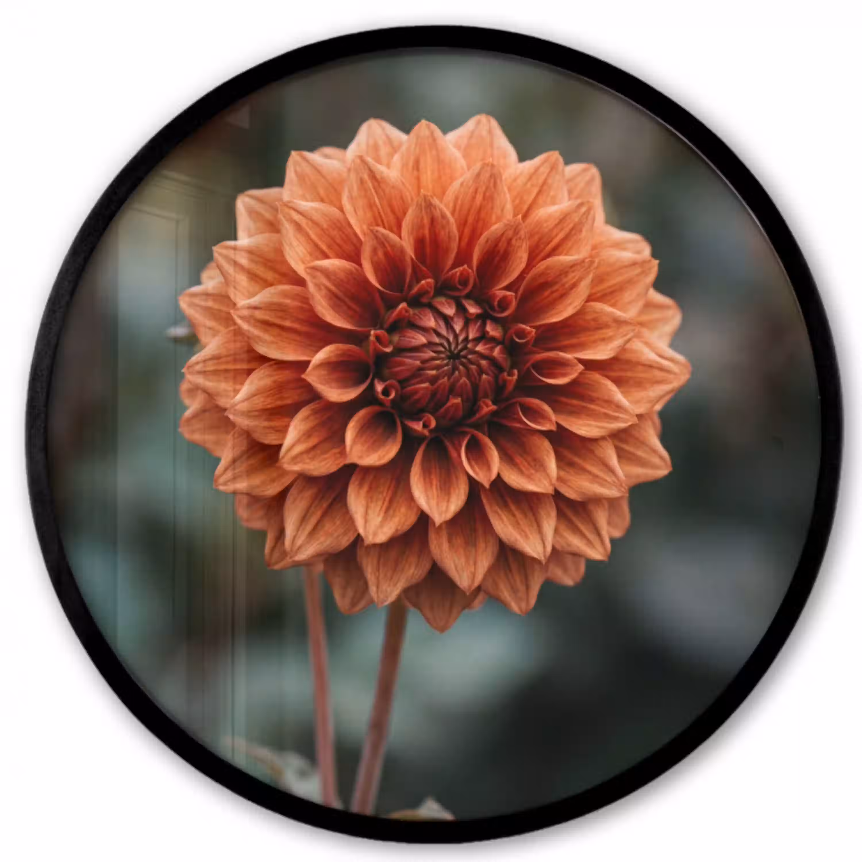 Dahlia - Bloem - Natuur - Sfeervol Fotolijst rond zonder passe partout klein -3d
