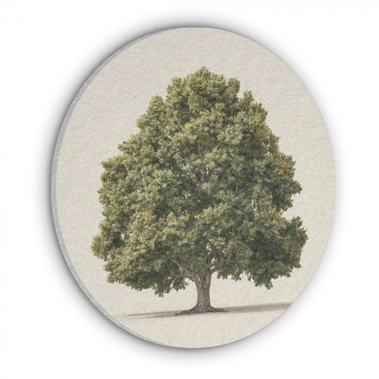 Eikenboom - Groen - Lichte achtergrond Akoestische PET Vilt - Rond klein -3d