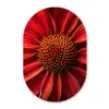 Close up - Bloem- Rood Wandcirkel Ovaal Glas middel -3d