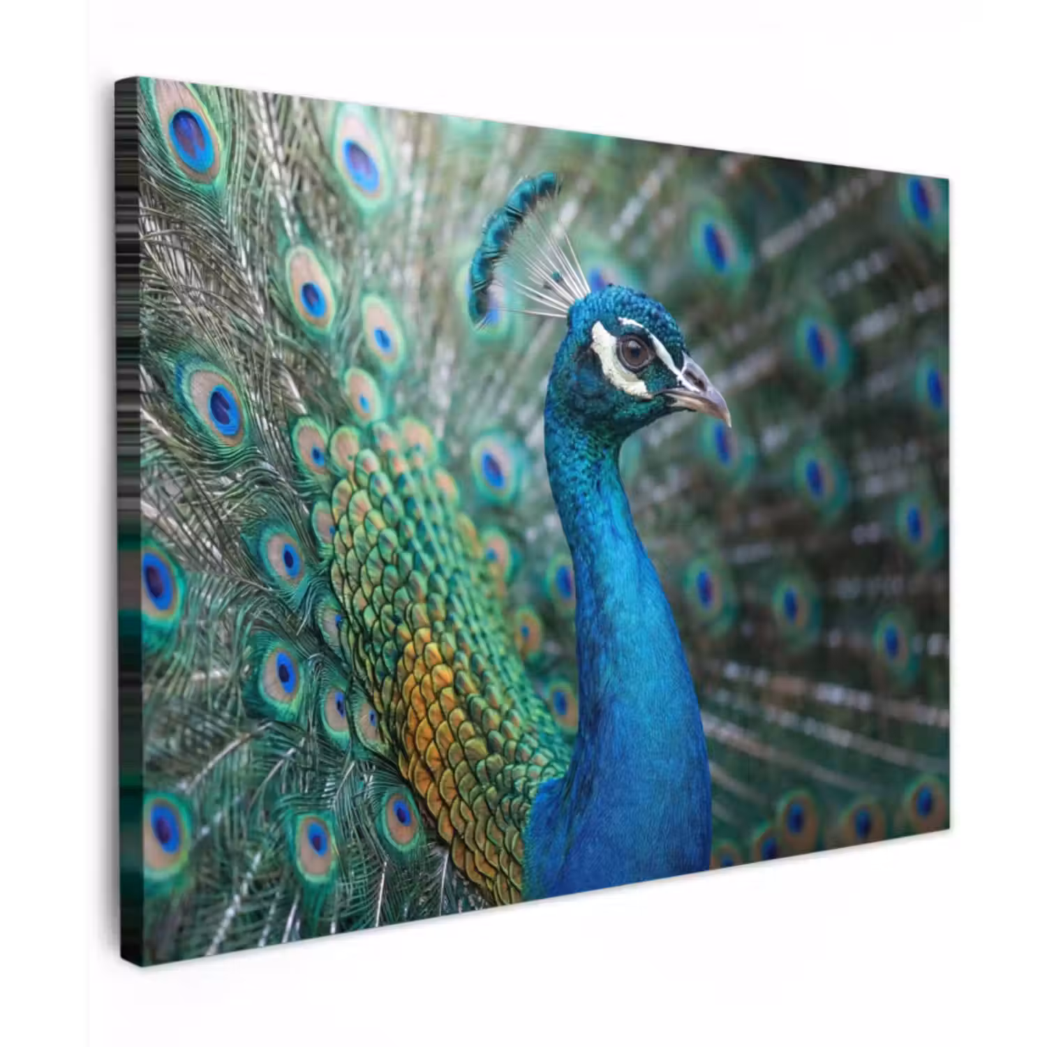 Canvas Print - Peacock - Feathers - Blue