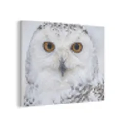 Sneeuwuil - Oog - Wildlife - Wit PET vilt klein -3d