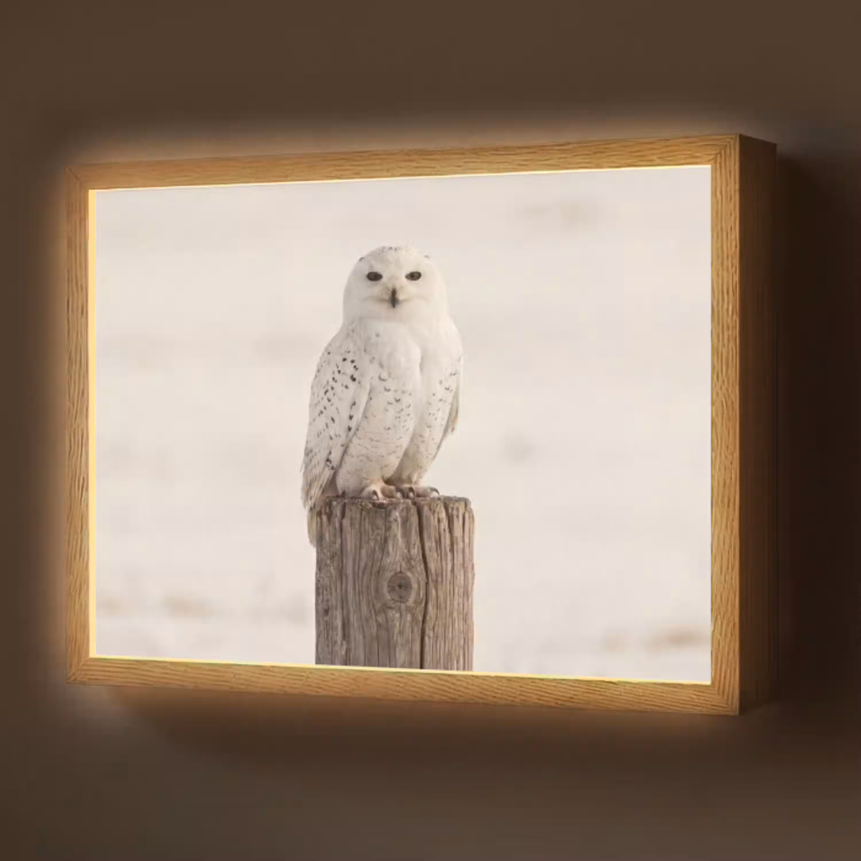 Sneeuwuil - Paal - Winter - Portret - Majestueus Light Box met batterij (Wandlamp) middel -z3d_website