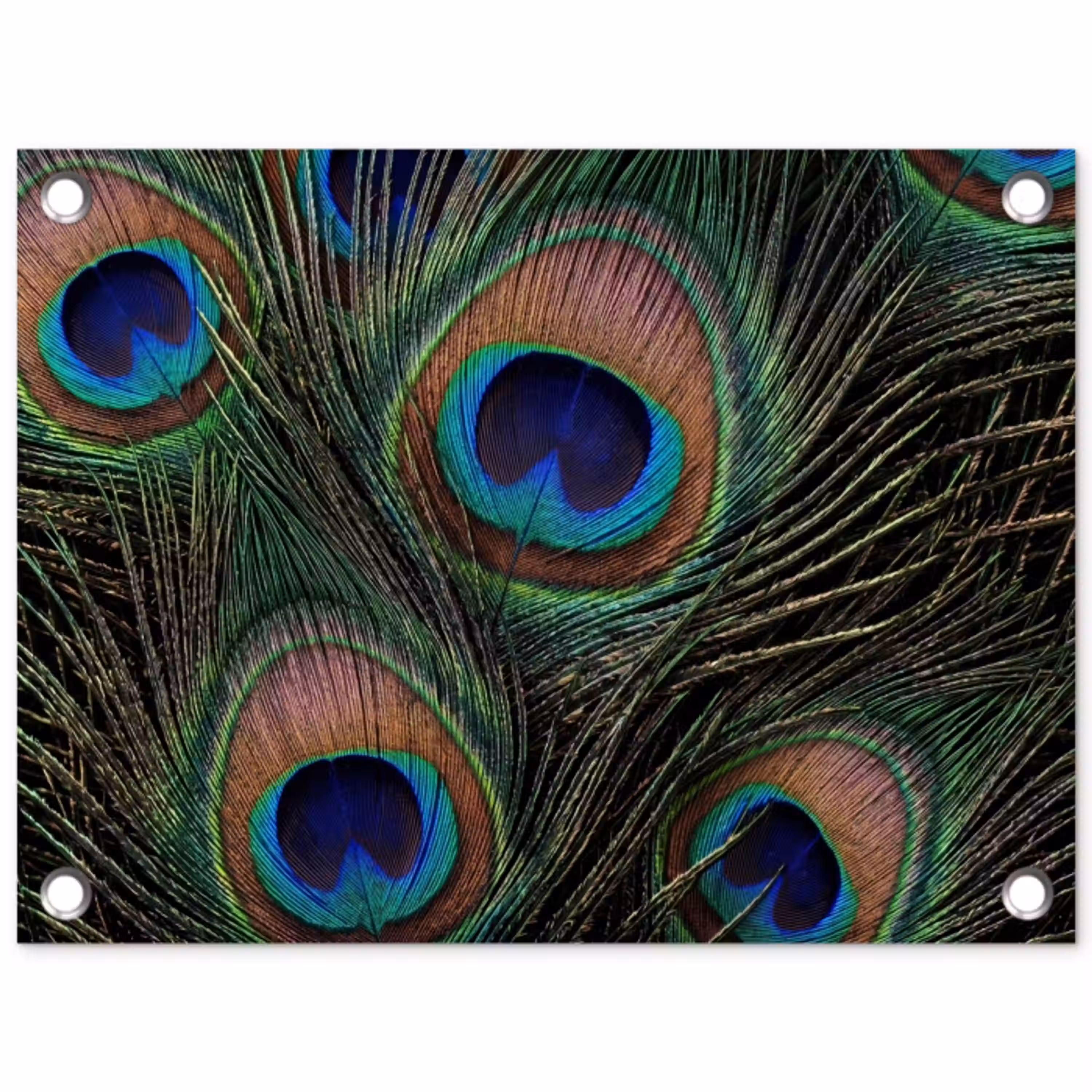 Pauwenveren - Klassiek - Groen tuinposter los doek klein -3d