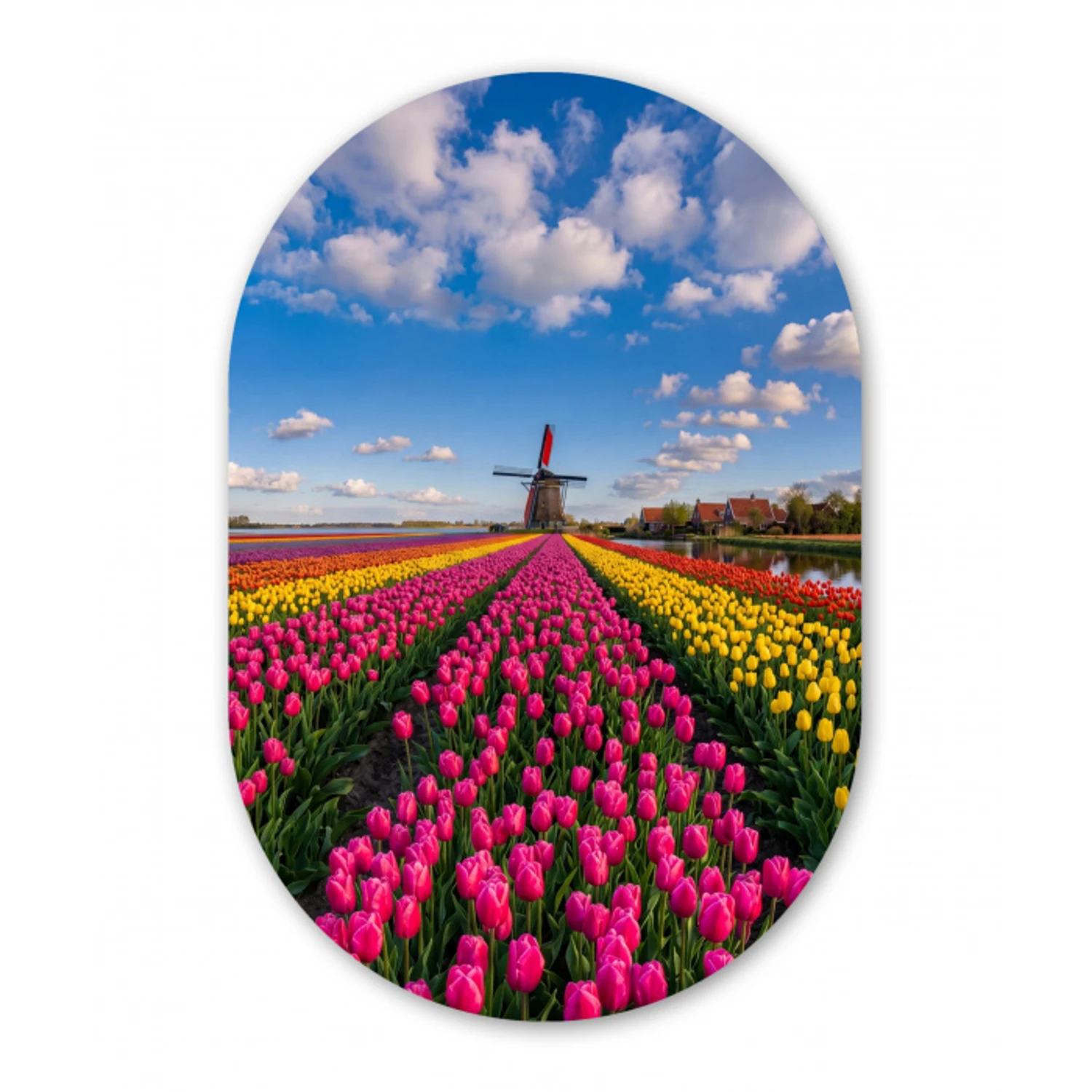 Tulpen - Holland - Molen - Kleurrijk Wandcirkel Ovaal Aluminium middel -3d