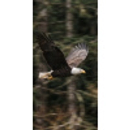 Zeearend - Vliegen - Bos - Natuur Behang Vlies klein -3d_website