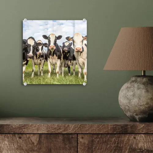 Koeien - Weiland - Dieren - Natuur - Gras plexiglas 5mm klein -sfeer3