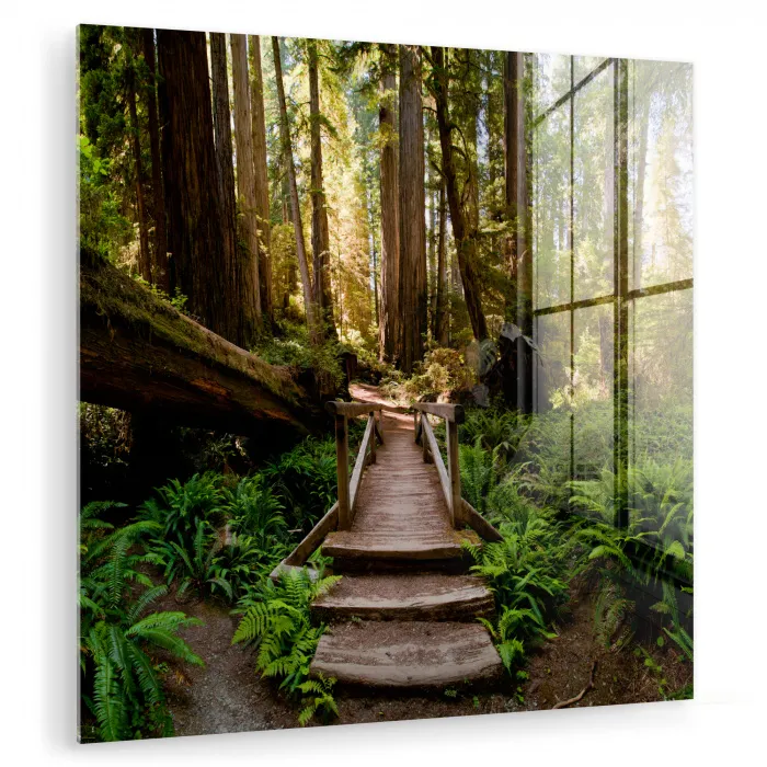 Jungle - Natuur - Trap - Bomen plexiglas 5mm klein -zzzproduct_nieuw