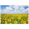Zonnebloemen - Bloemen - Wolken - Natuur - Geel - Landschap poster papier klein -3d