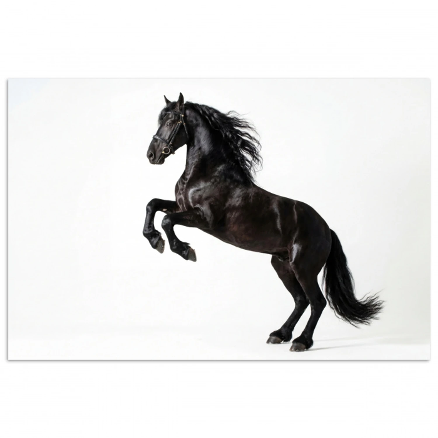 Zwart - Paard - Portret poster papier klein -3d