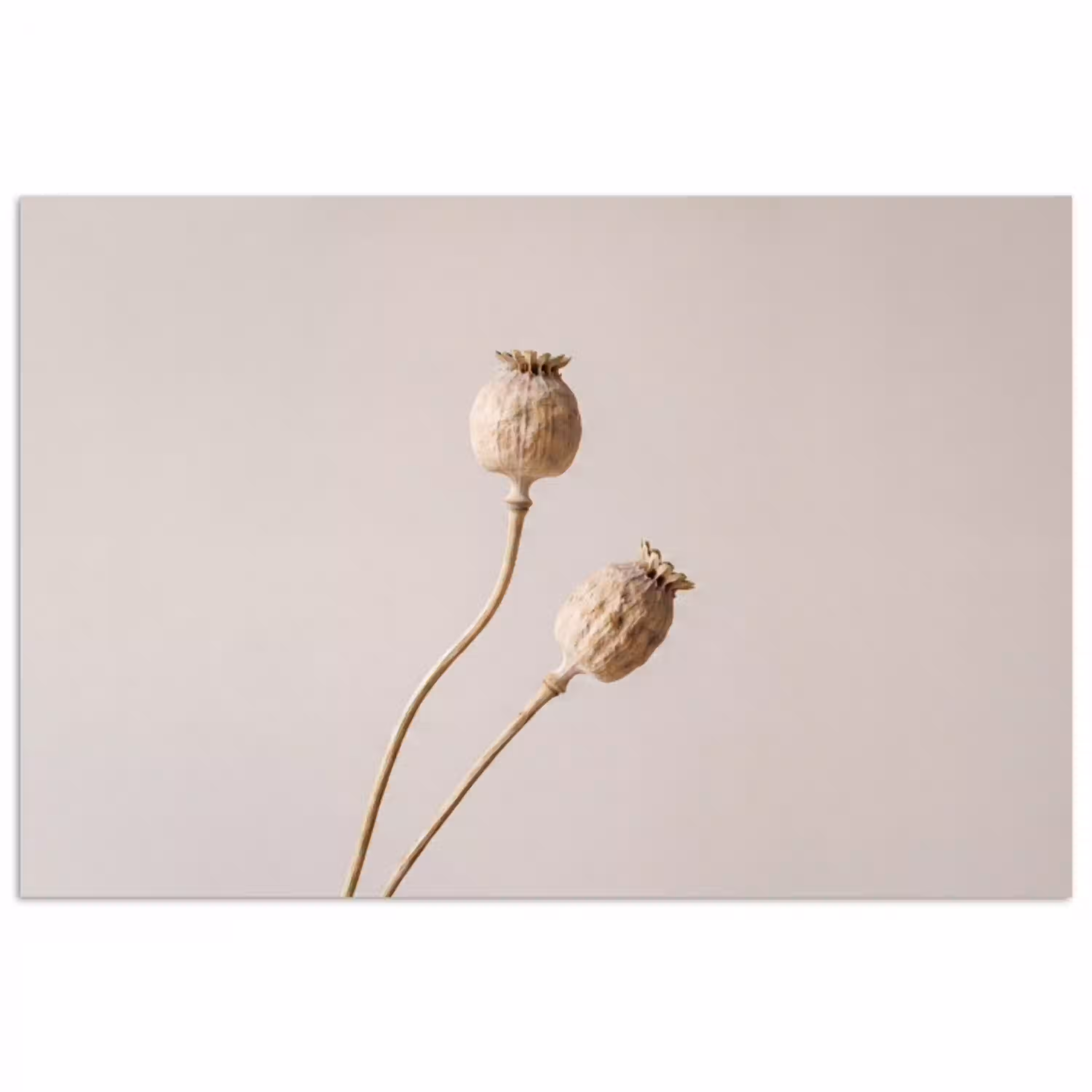 Papaverbollen - Droogbloemen - Minimalistisch - Beige - Rustig poster papier klein -3d