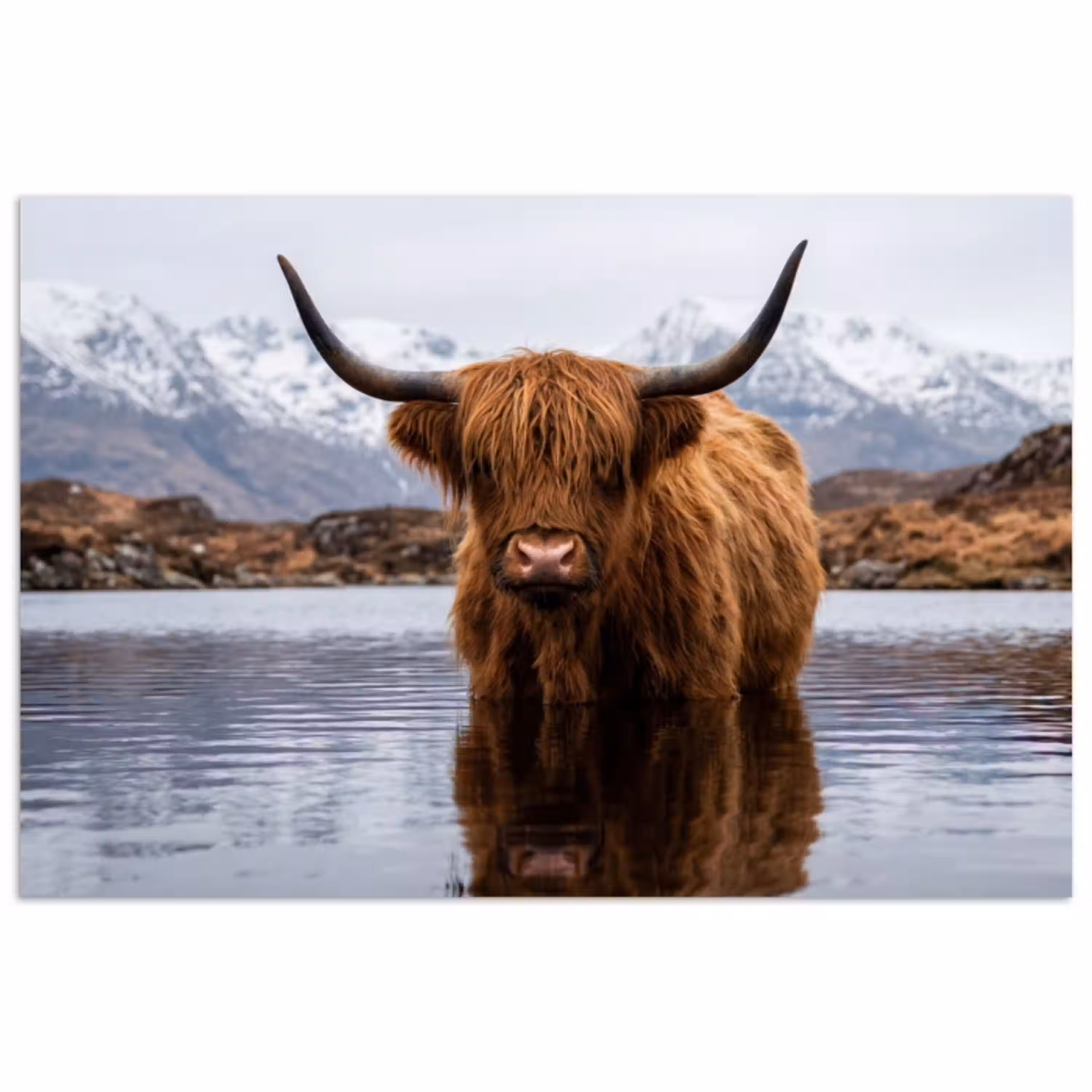 Schotse hooglander - Bruin - Water poster papier klein -3d