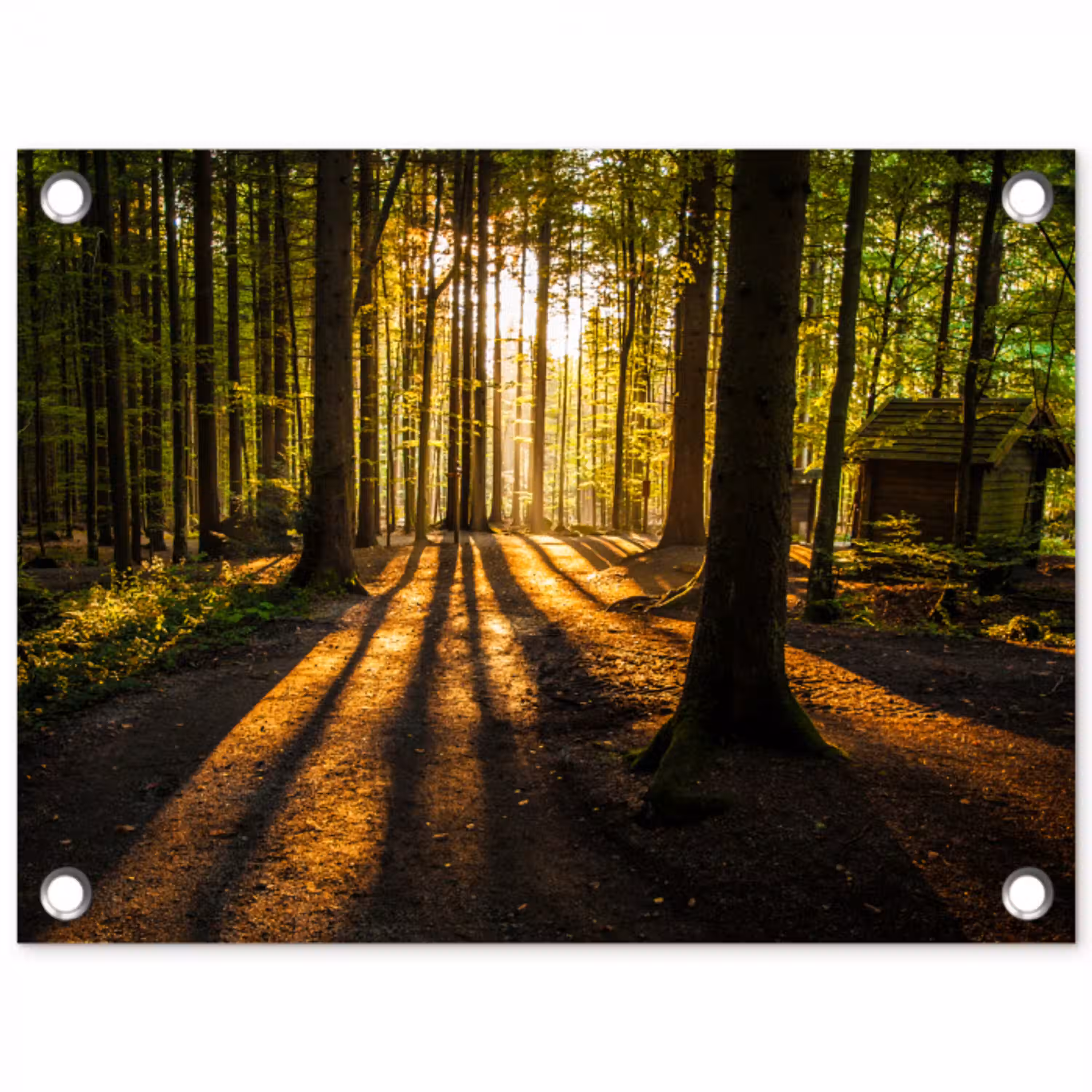Zon - Bomen - Bos - Landschap - Natuur tuinposter los doek klein -3d