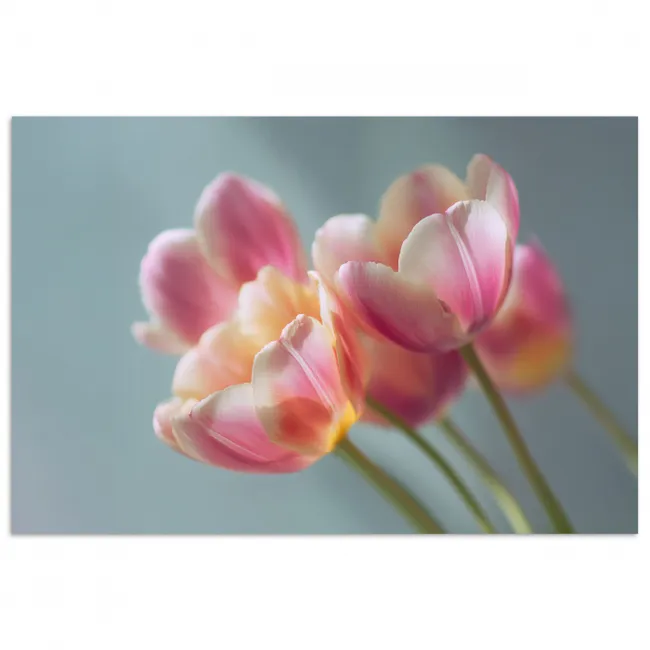 Tulpen - Roze - Stelen poster papier klein -3d