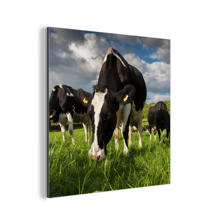 Koeien - Dieren - Gras - Weiland - Boerderij aluminium wit klein -3d