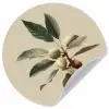 Tak - Groene Bladeren - Vruchten Wandcirkel behangsticker klein -3d