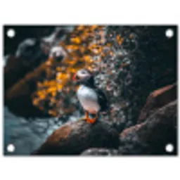 Papegaai - Vogel - Rots - Wit tuinposter los doek klein -3d