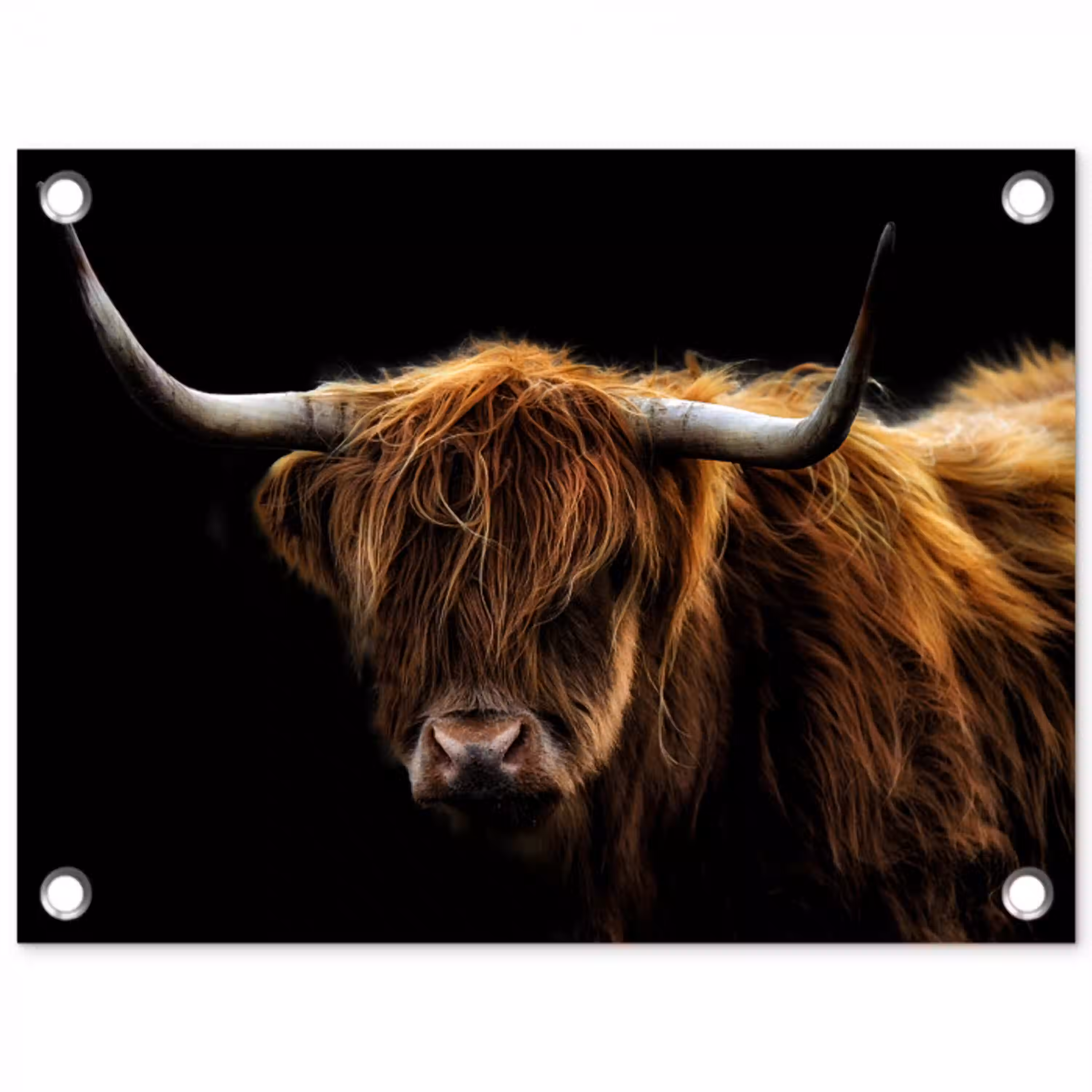 Hooglander tegen Zwarte Achtergrond tuinposter los doek klein -3d