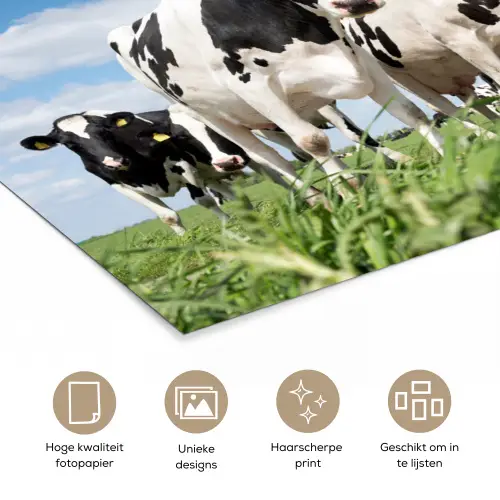 Koeien - Platteland - Weiland - Natuur - Dieren poster papier klein -closeup_NL