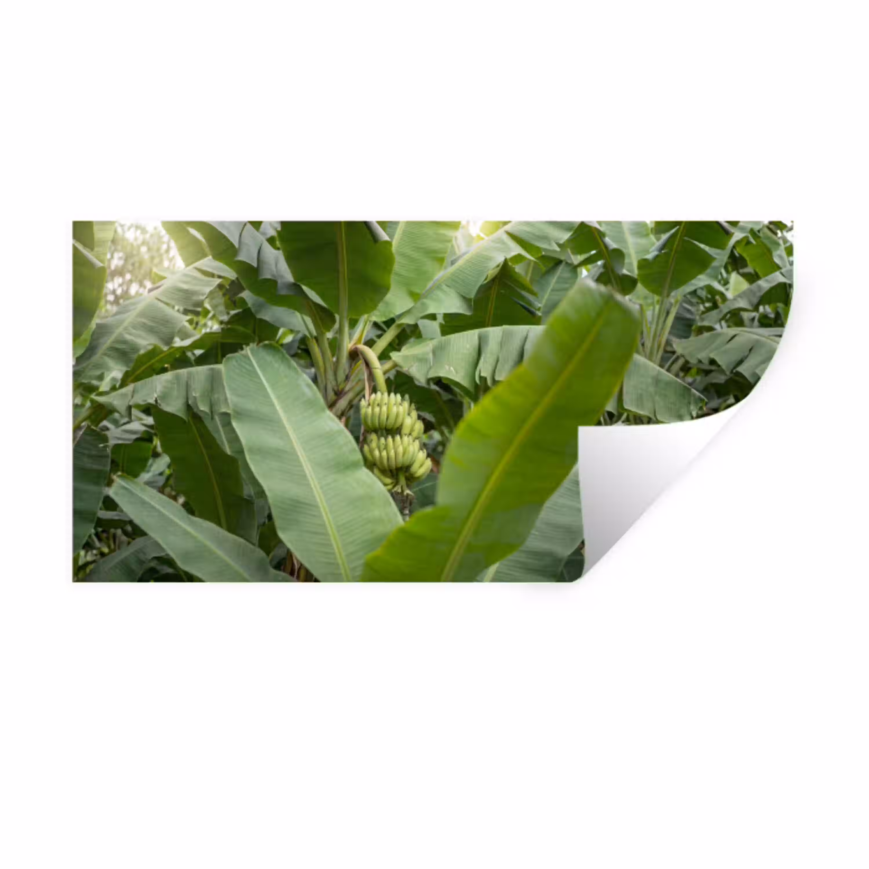 Eten - Bananen - Plantage - Groen Muursticker klein -3d
