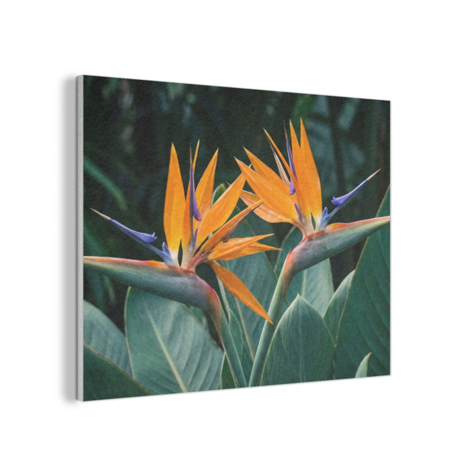 Paradijsvogel - Bloem - Exotisch PET vilt klein -3d