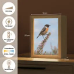 Roodborsttapuit - Heide - Paars - Natuur - Sfeervol Light Box met kabel (Kinderlampje) klein -USP_DE
