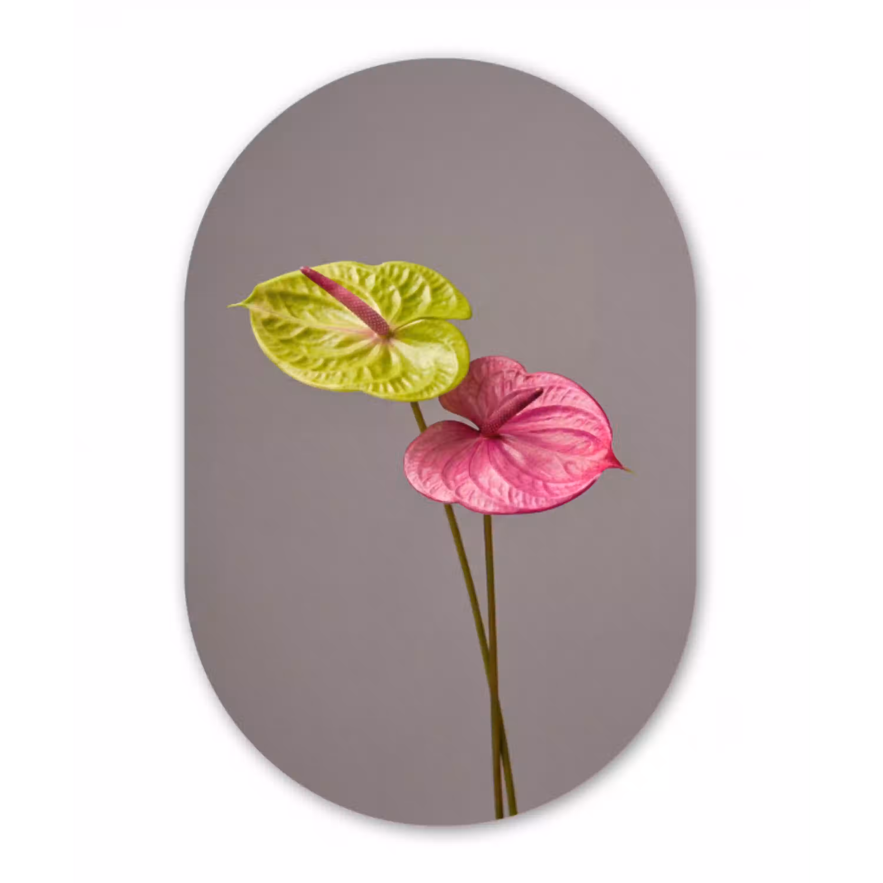 Planten - Anthurium - Groen - Roze Wandcirkel Ovaal Aluminium middel -3d