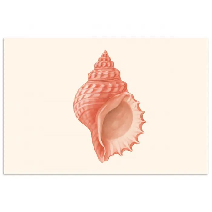 Schelp - Roze - Structuur poster papier klein -3d