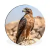 Valk - Vogel - Rots - Macht Wandcirkel aluminium klein -3d
