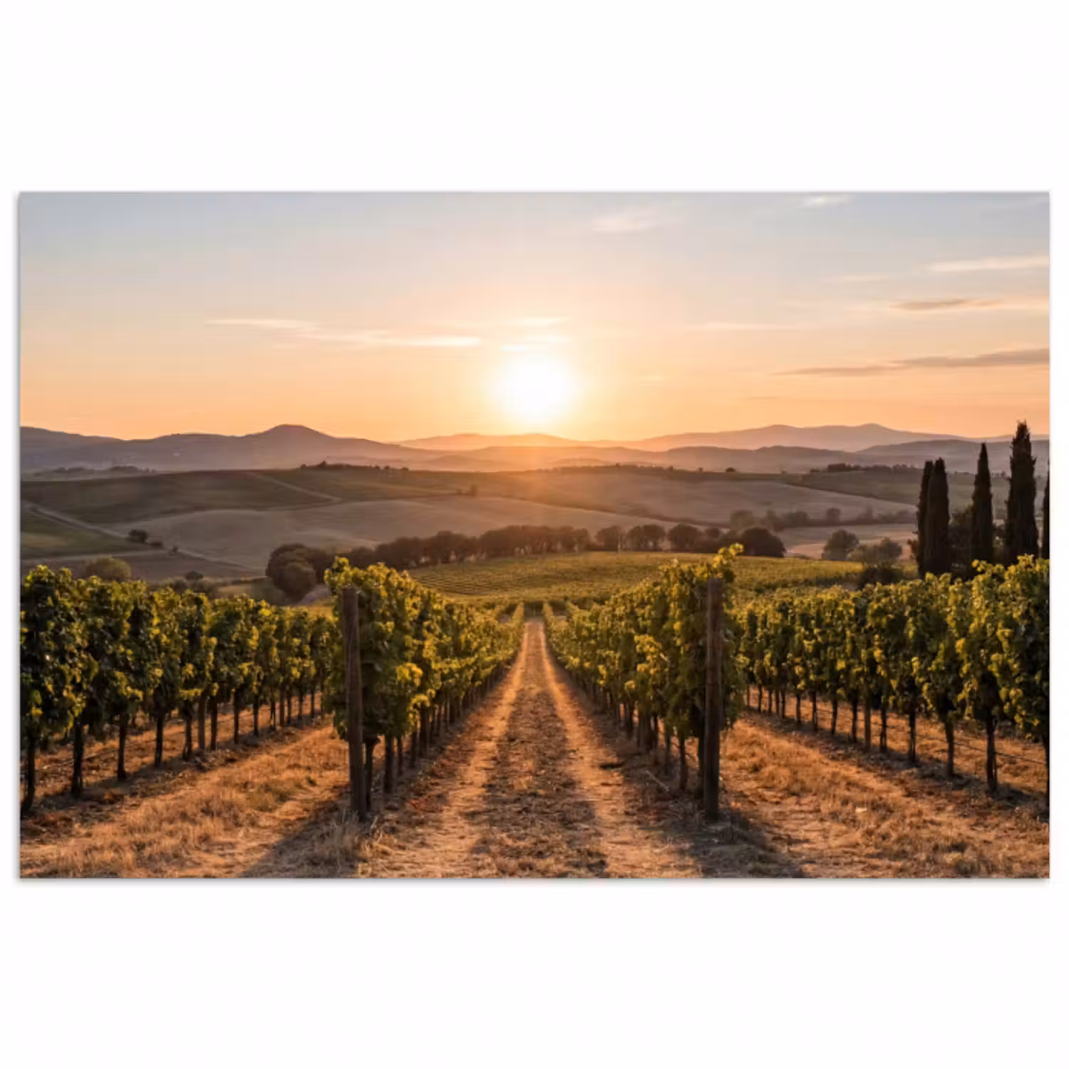 Poster - Weinberg - Sonnenuntergang - Landschaft