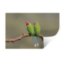 Papagaai - Tak - Natuur - Kleurrijk Muursticker klein -3d