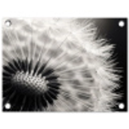 Paardenbloem - Zwart - Wit tuinposter los doek klein -3d