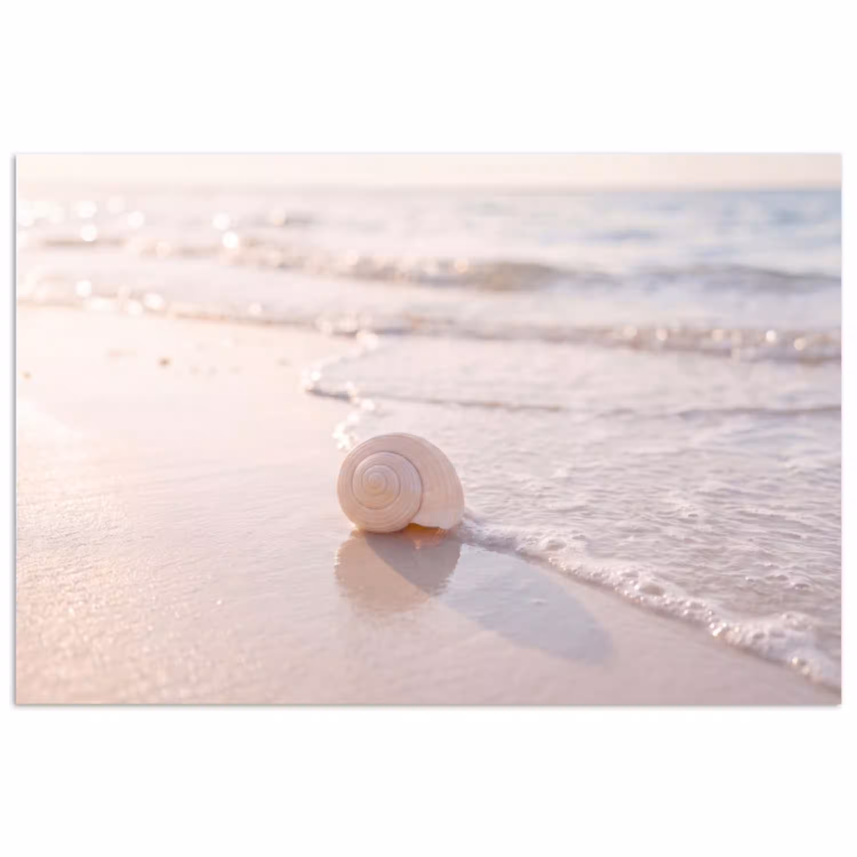 Zeeschelp - Strand - Zee - Natuur - Beige poster papier klein -3d