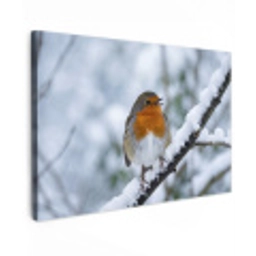 Roodborstje - Tak - Sneeuw - Winter - Levendig canvas 2cm klein -z3d