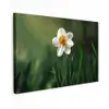 Narcis - Bloem - Wit - Grassprieten canvas 2cm klein -z3d