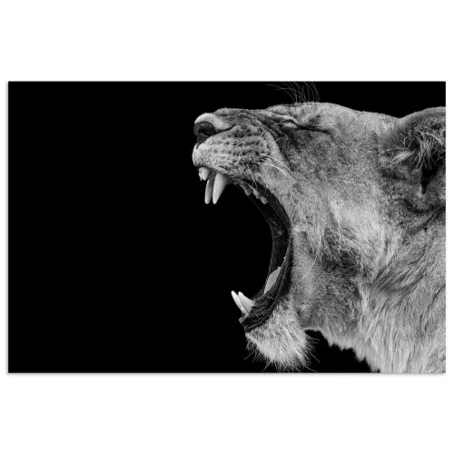Dieren - Leeuw - Zwart - Wit - Portret poster papier klein -3d