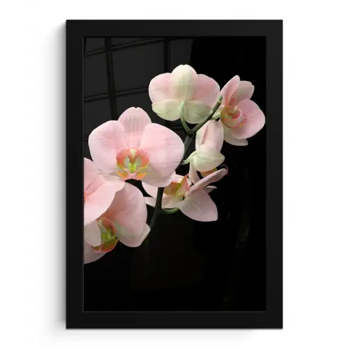 Orchidee - Bloemen - Roze - Stilleven - Flora fotolijst zwart zonder passe partout klein -3d