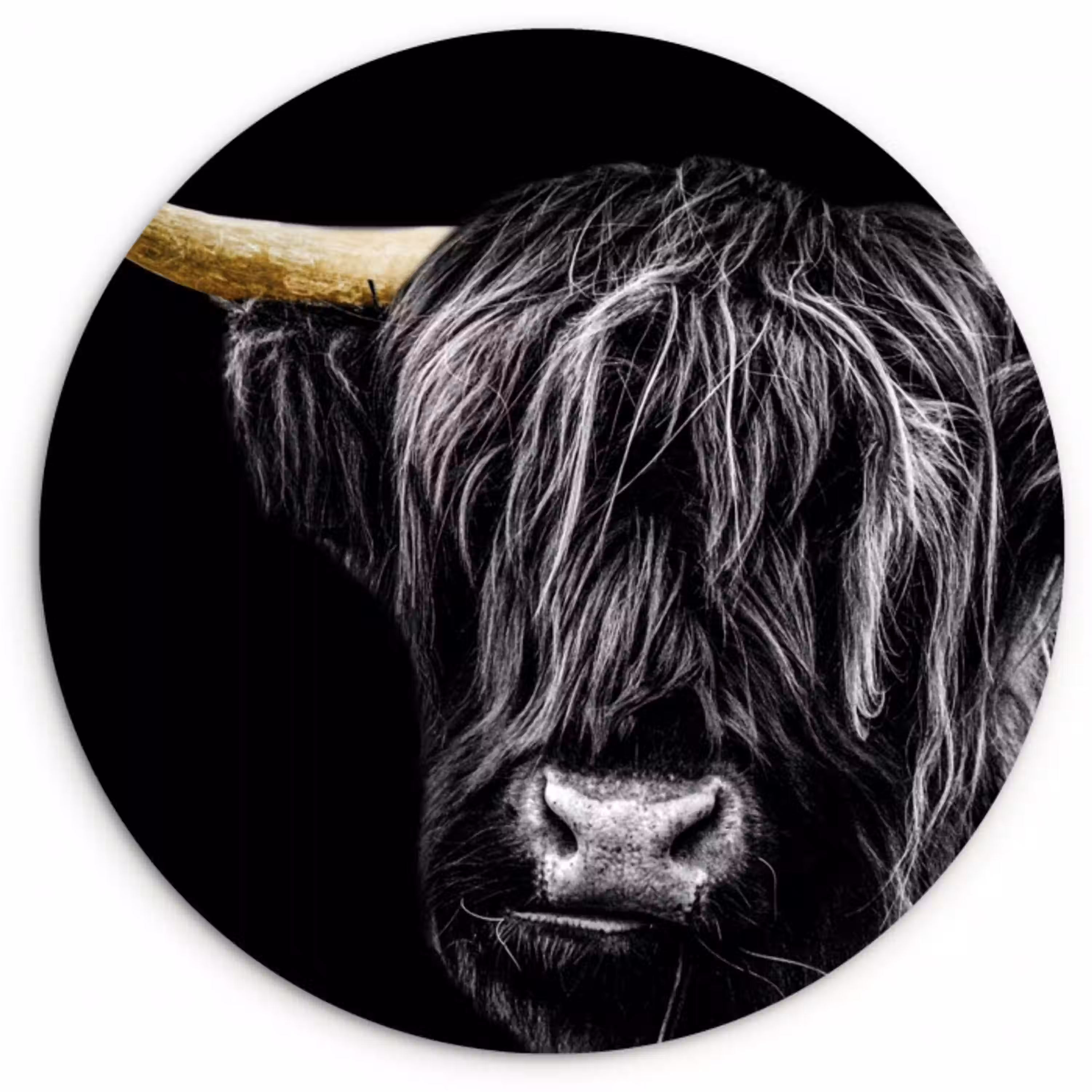 Schotse hooglander - Goud - Vacht - Dieren - Koe Wandcirkel kunststof plaat 5mm dik klein -3d