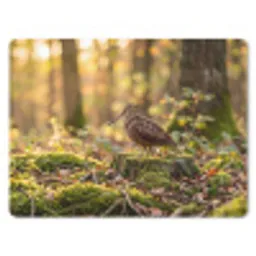 Houtsnip - Bos - Bladeren - Herfst - Gecamoufleerd muismat rubber klein -3d